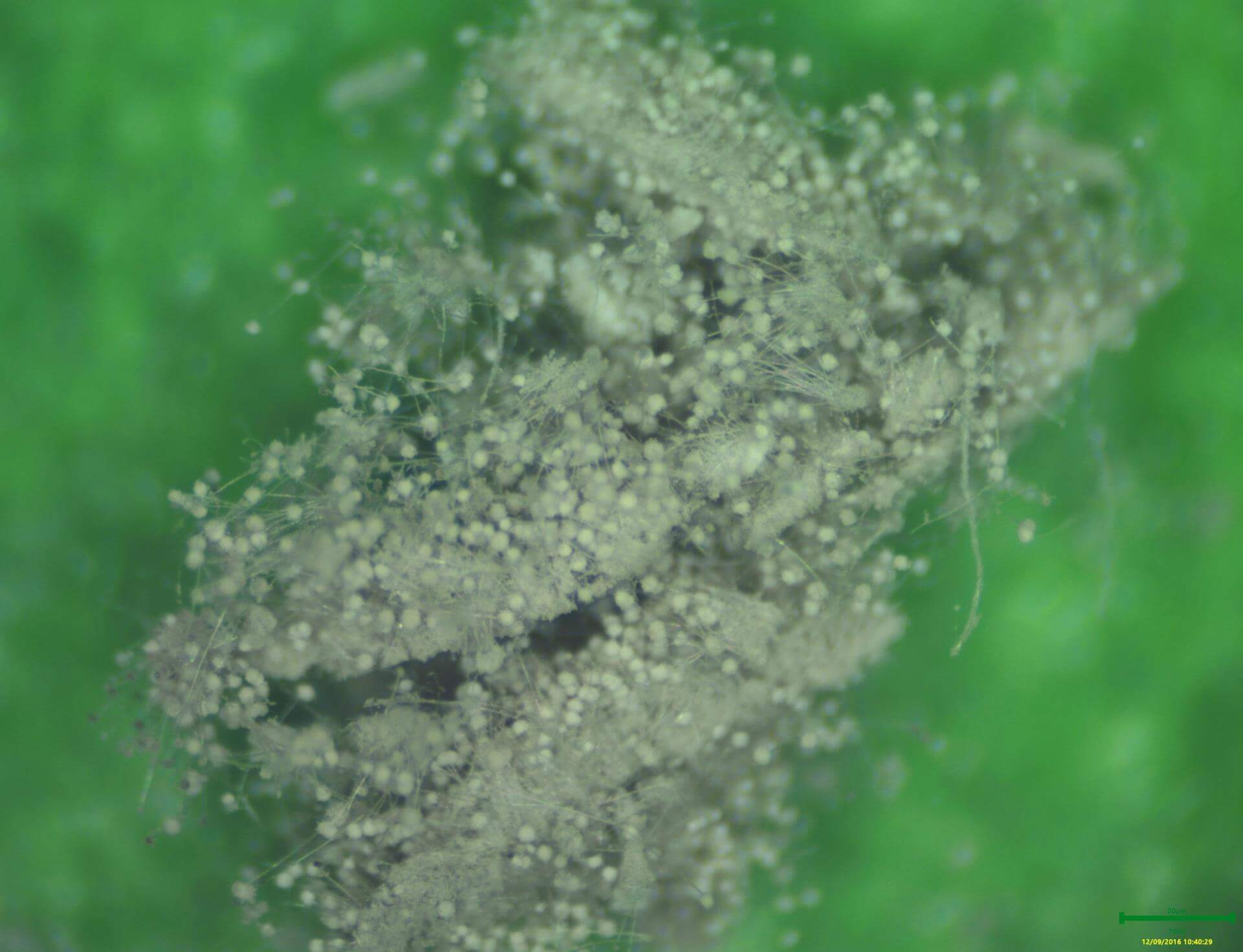 Trichoderma viride macroscopique