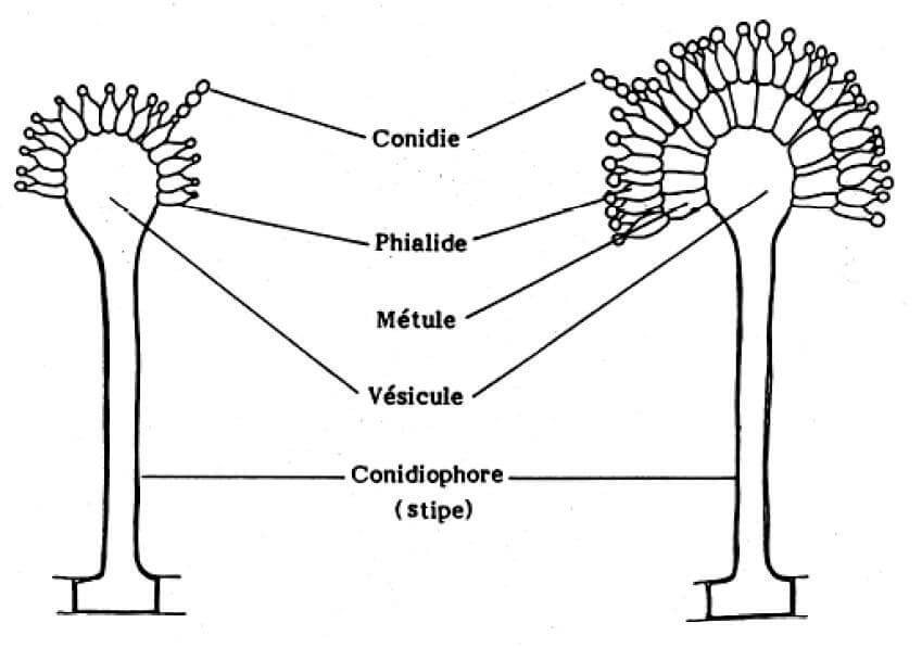 Trichoderma viride détail des conidies