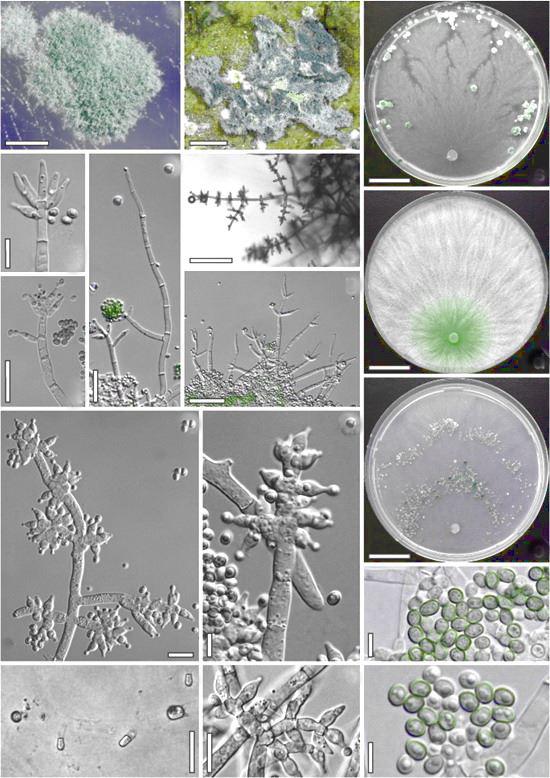 Chaetomium globosum 1