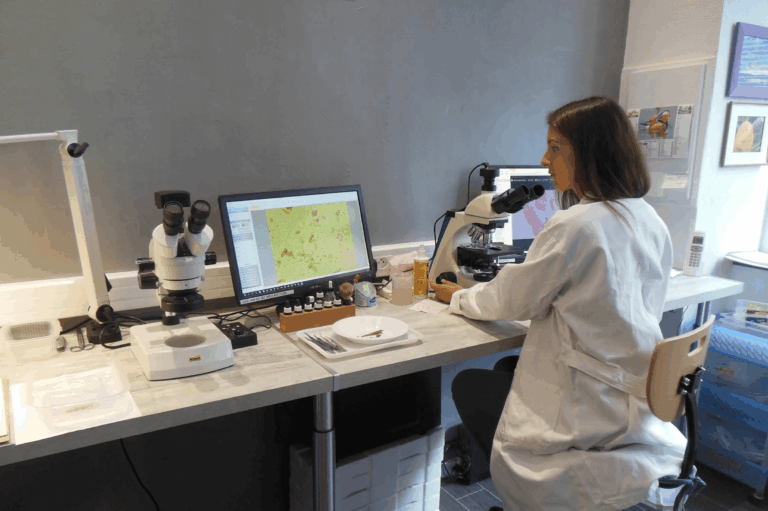 Mérule en France : la SEMHV s&rsquo;unit à deux laboratoires pour une cartographie inédite