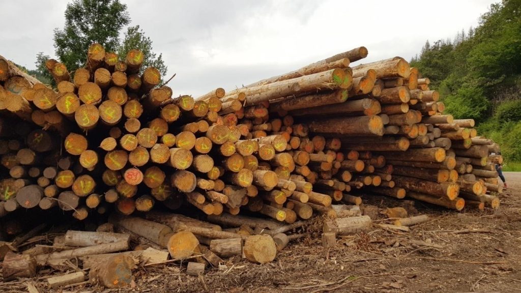 Expertise pathologique: Site de stockage de grumes – Infestation par Armillaria ostoyae