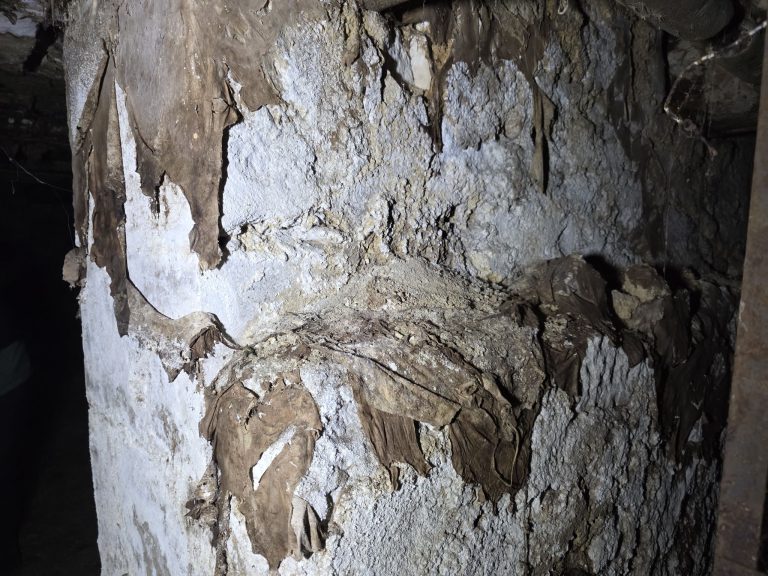 Cave non visitée depuis des années : un risque fongique que tout bailleur sous-estime