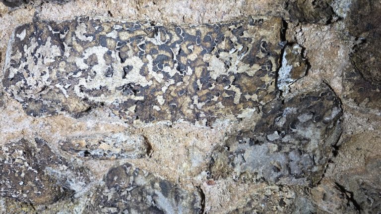 Fausse alerte en cave voûtée : quand l&rsquo;expertise évite un traitement inutile