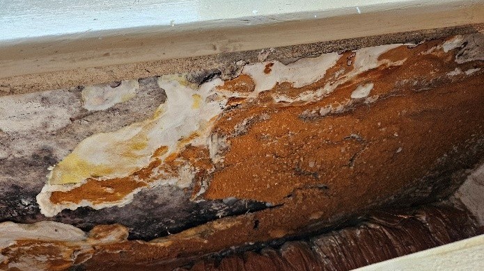 Assurance et mérule : que faire face à un refus de prise en charge ?