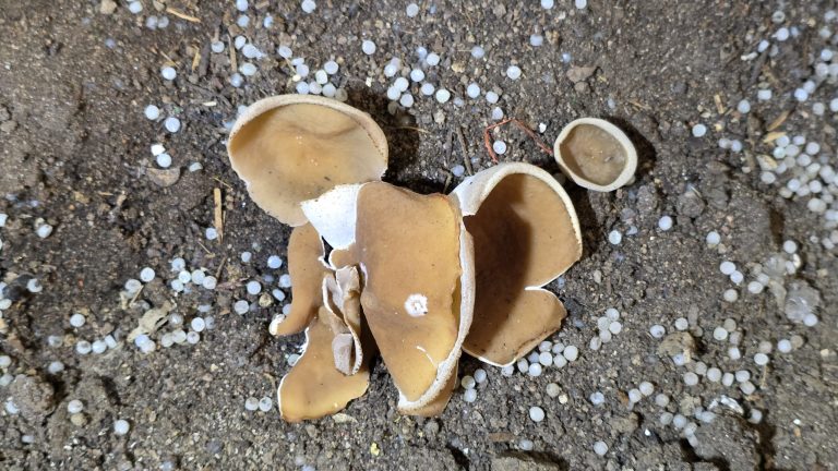 Le Wood Wide Web : l&rsquo;incroyable alliance entre arbres et champignons