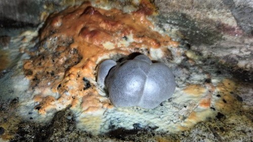 Myxomycète sur mur de cave avec plasmode orangé et concrétions minérales, photo prise avant prélèvement, SEMHV