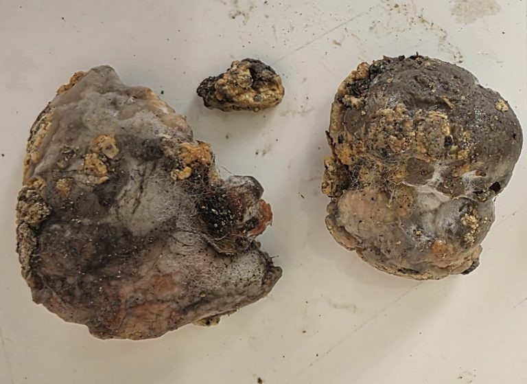 Tâche orange sur un mur de cave : champignon, myxomycète ou minéral ?