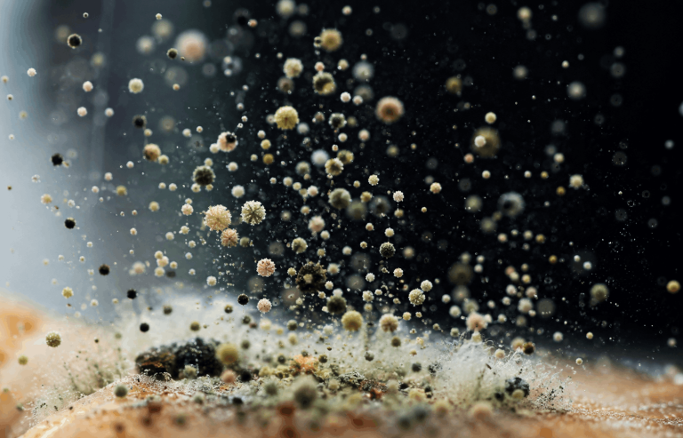 Spores de champignons dans l&rsquo;air : faut-il s&rsquo;inquiéter ?