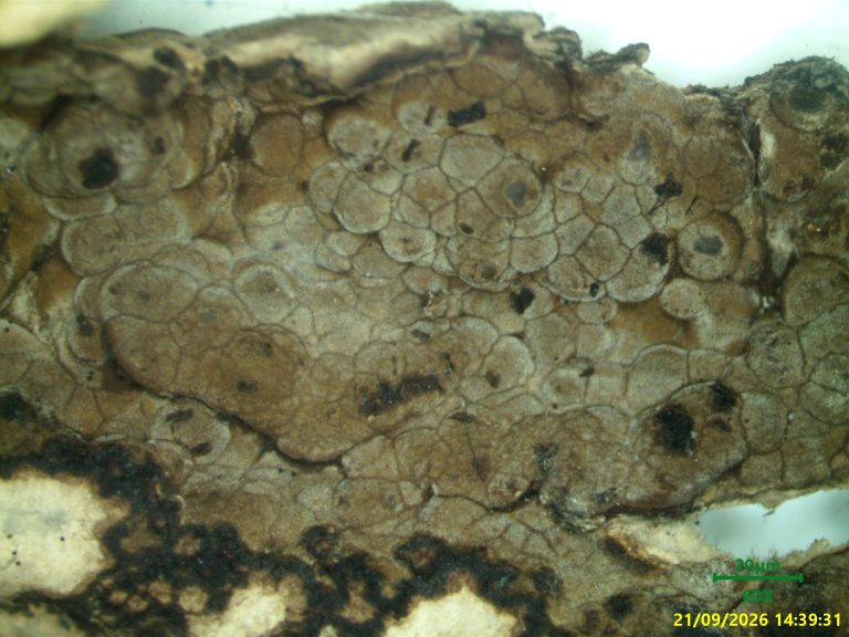 Comment un mycologue identifie un champignon lignivore : du macroscopique au microscope